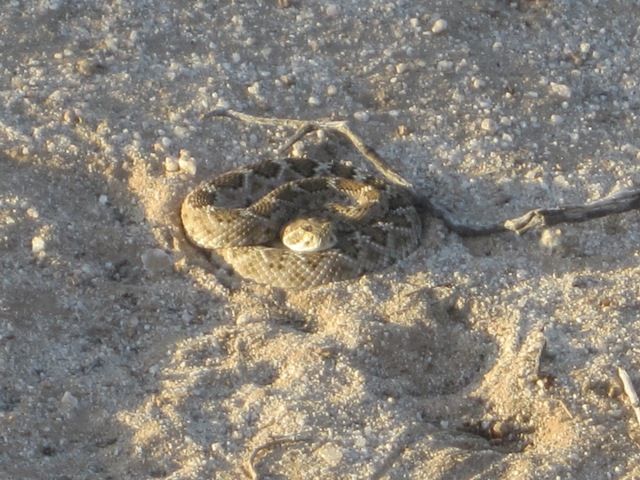 Juvenile diamondback rattlesnake photo SonoranApril20132430a_zps870d2c71.jpg