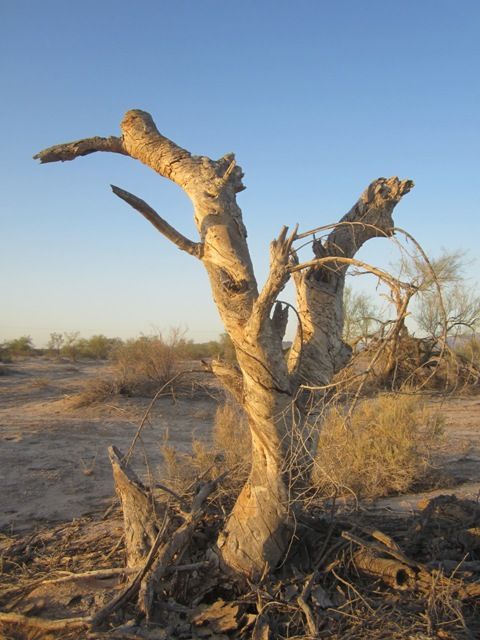 Dancing tree photo SonoranApril20133018a_zpsfd55b62a.jpg