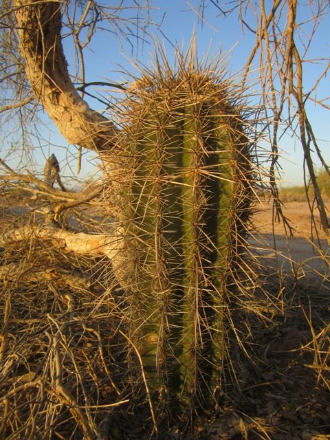 Young saguaro cactus photo SonoranApril20133034a_zpsc3488307.jpg