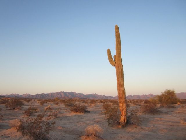Saguaro cactus photo SonoranApril2013808a_zpsf121912a.jpg