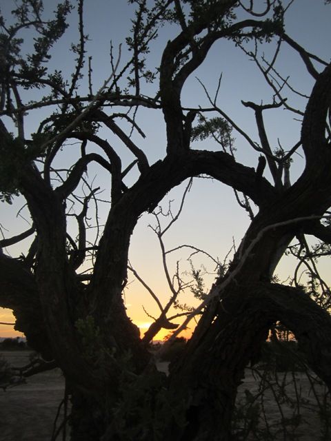 Gnarled trees at sunset
