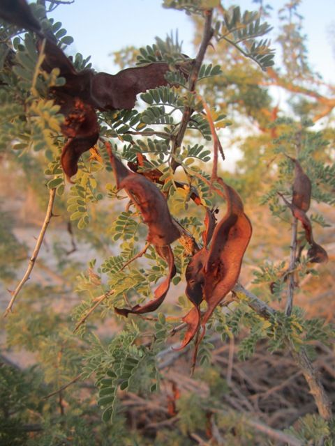 Mesquite seed pods