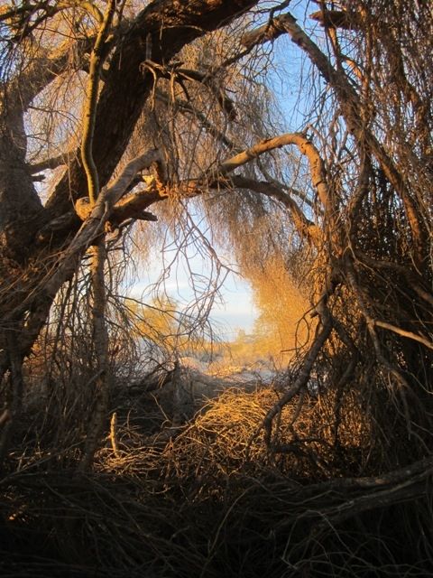 Palo verde tangle photo SonoranFeb2013356b_zps4a61f92d.jpg