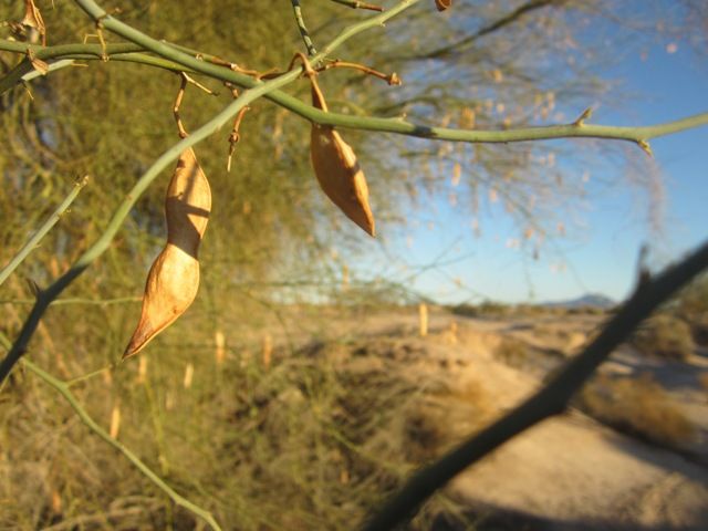 Palo verde tree photo SonoranFeb2013449a_zps9a61ca3a.jpg