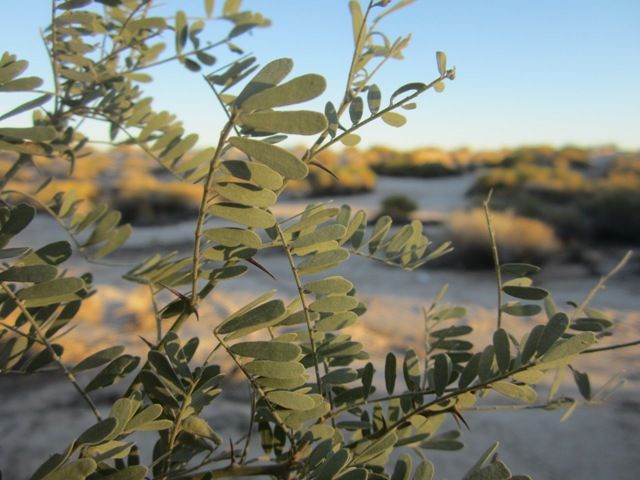 Mesquite leaves photo SonoranFeb2013499a_zpsf04c4a8a.jpg