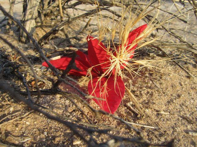 Stray silk flower photo SonoranFeb2013743a_zps80920f38.jpg