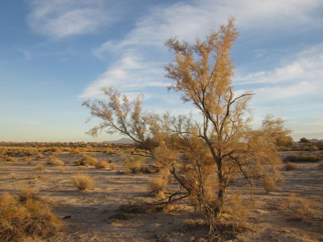 Indigo bush photo SonoranJan20131276a_zps16b3defa.jpg