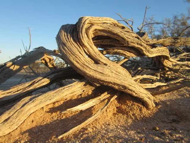 Twisted things photo SonoranJan2013362a_zps2355b501.jpg