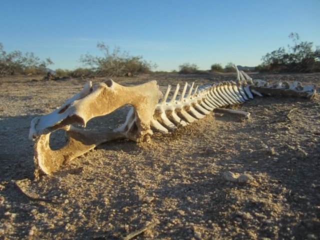 Reticulated carcass photo SonoranJan2013850a_zpsb219aedc.jpg