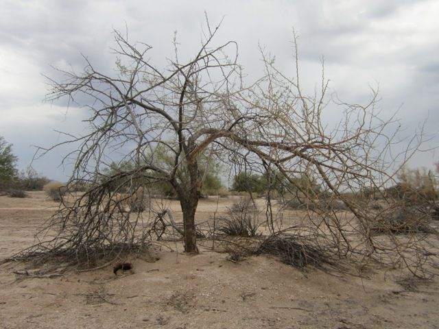 Sonoran storm tree photo SonoranJuly2013321a_zpsb7ec00e3.jpg