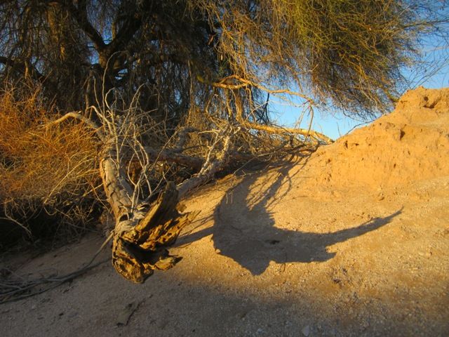 Shadows in the wash photo SonoranMar20131761a_zps72de9205.jpg