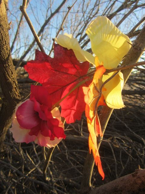 First silk blooms photo SonoranMar20131854a_zps21a43b92.jpg