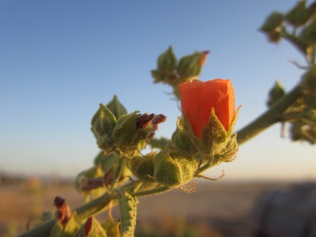 Rose mallow photo SonoranMar20133010a_zps20d00e62.jpg