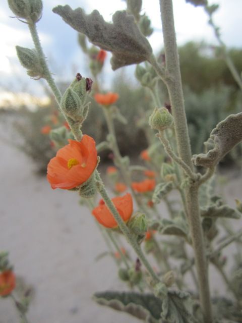 Desert globe mallow photo SonoranMar20133376a_zps4c1fab1d.jpg