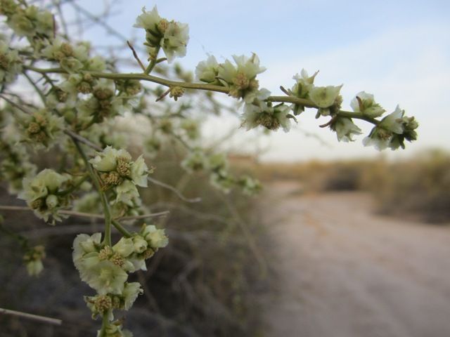 Wilderness way photo SonoranMar20133467a_zpsbe639c77.jpg