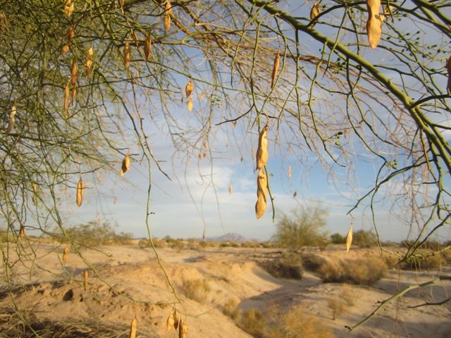 Palo verde seeds photo SonoranMar20134879a_zps31549882.jpg