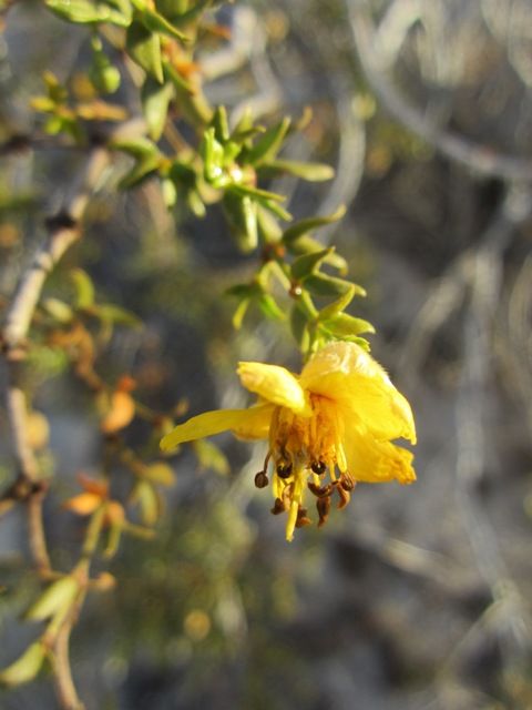 Creosote bush blossom photo SonoranMar2013575a_zps9bed6e93.jpg