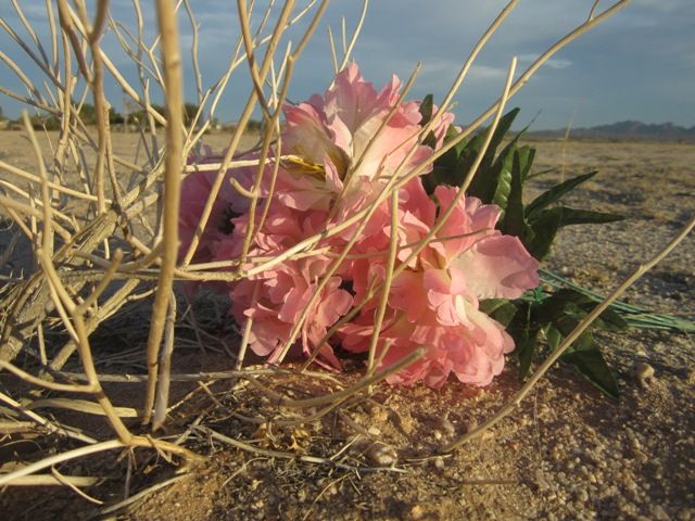 Cemetery detritus photo SonoranMar2013587a_zps7e54546b.jpg