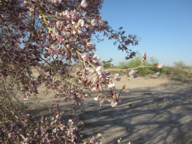 Ironwood blossoms photo SonoranMay2013038a_zpsae06424c.jpg
