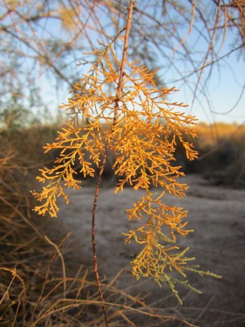 Saltcedar at dusk