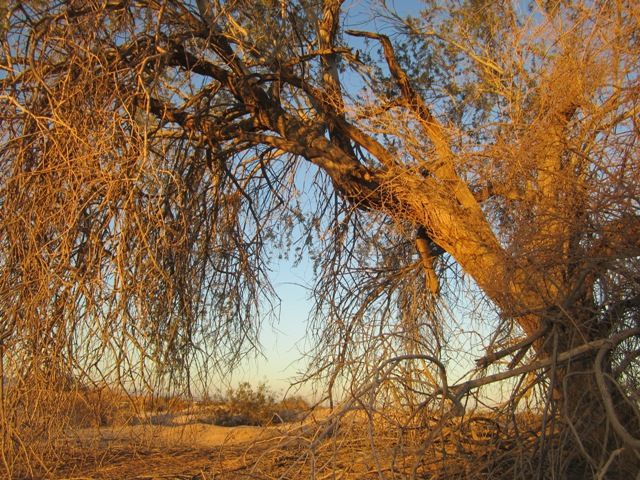 Tangled tree