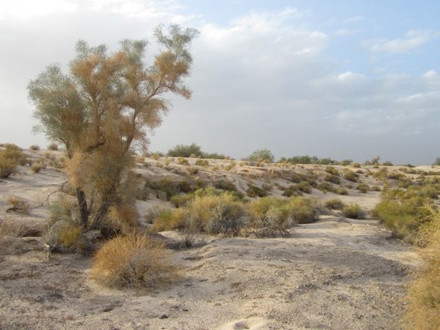 Indigo bush