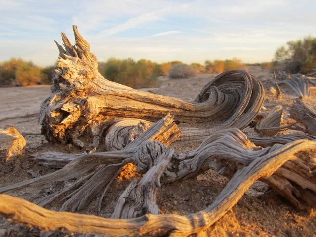 Tree litter