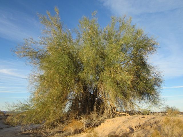 Palo verde tree