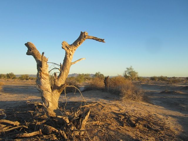 Tortured tree