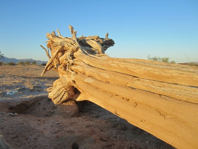 Fallen saguaro