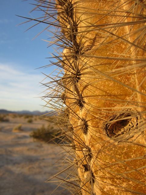 Saguaro cactus photo SonoranOct20121389a_zps4dd0da83.jpg