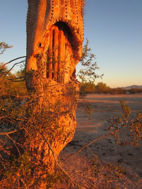 Saguaro Woman