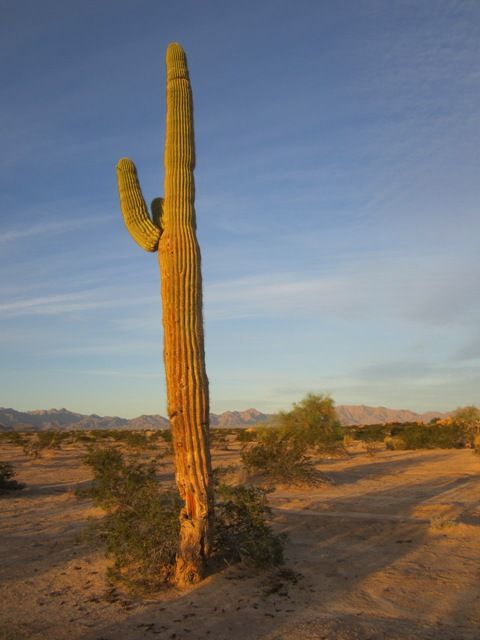 Saguaro
