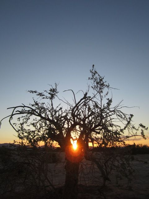 Fire tree