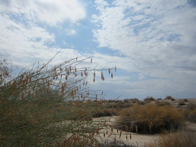 Seeds