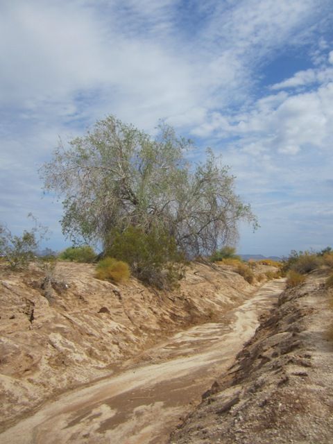 Wellton wash