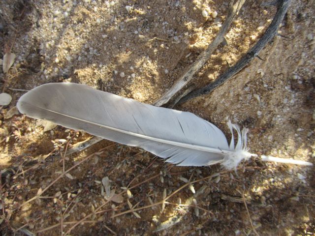 White feather photo Whitefeather_zps68e8fb28.jpg