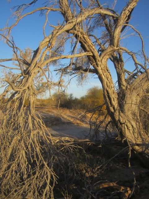 Dead Indigo Bush photo deadindigobush_zps27ada9ce.jpg