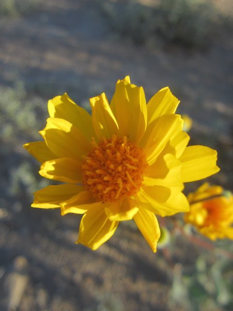 Desert sunflower photo desertsunflower2_zps440e1669.jpg