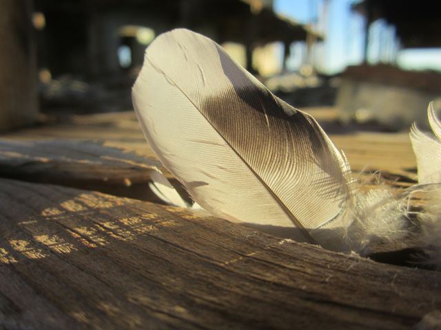 Feather photo feather_zps74cf6e6a.jpg