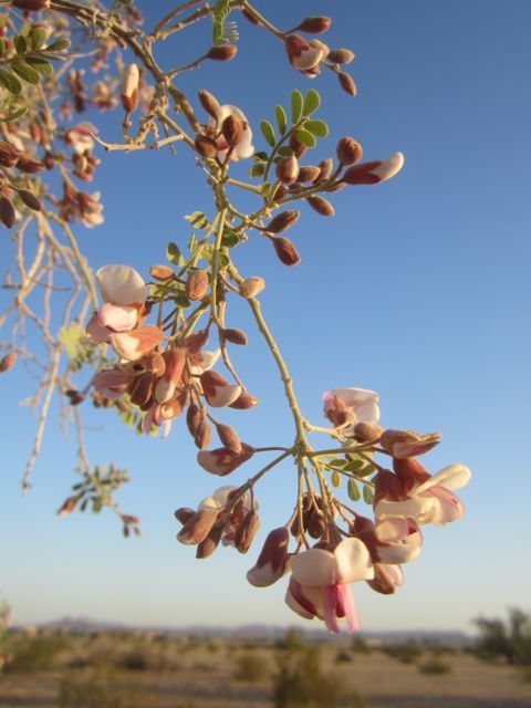 Ironwood blossom photo ironbloom_zpsffd03b1a.jpg