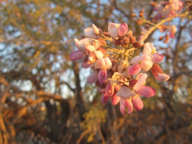 ironwood blossoms photo ironwoodblossom_zpsaf2dd724.jpg