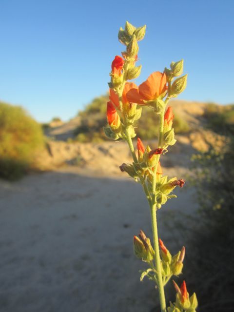 photo mallowatdawn_zps059f3154.jpg