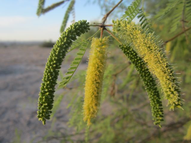 photo mesquitebloom2_zps3d5ae0e9.jpg