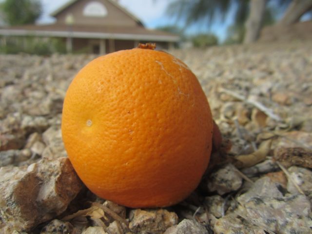 photo orangemacro_zpsf6acb4ba.jpg