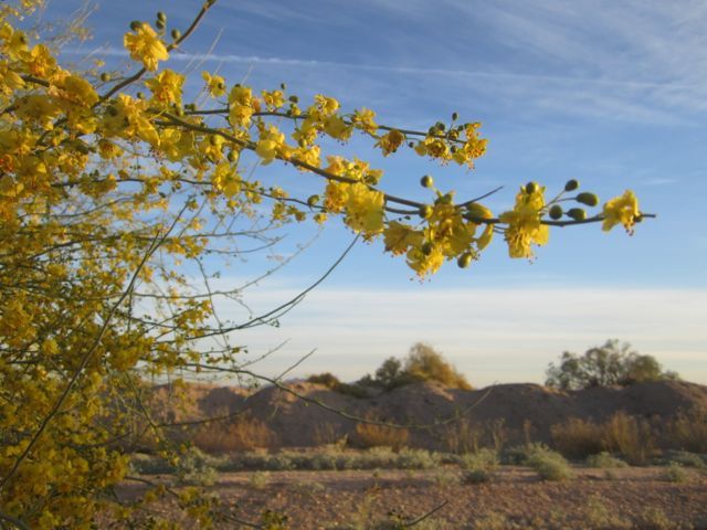 Palo verde blossoms photo paloverdebloom_zpsb6fb9b69.jpg