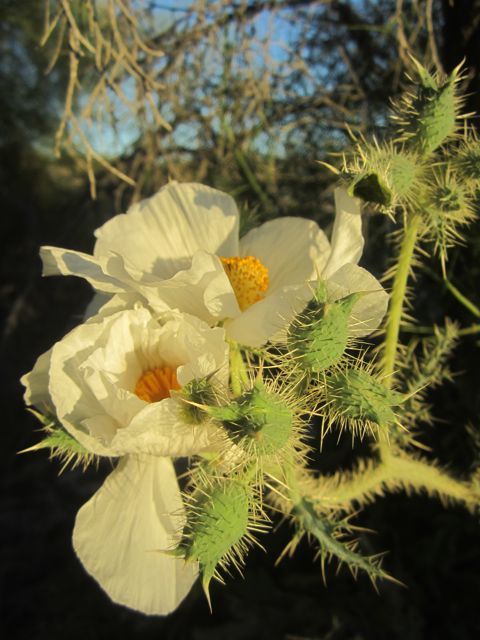 Prickly poppy photo pricklypoppy3_zps1d4896e4.jpg