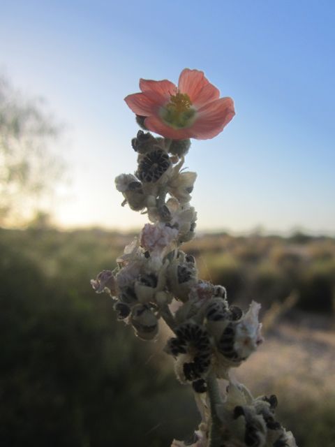 Desert rose mallow photo rosemallowApr2014_zps11e38921.jpg