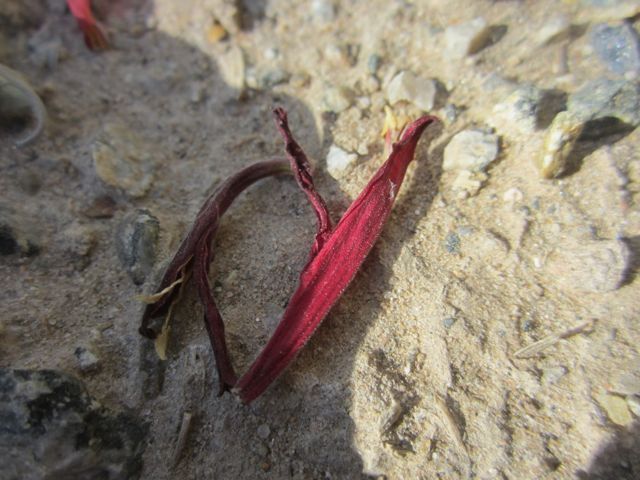 Fallen chuparosa blossom photo ConsGardenchuparosa_zps46d246ba.jpg
