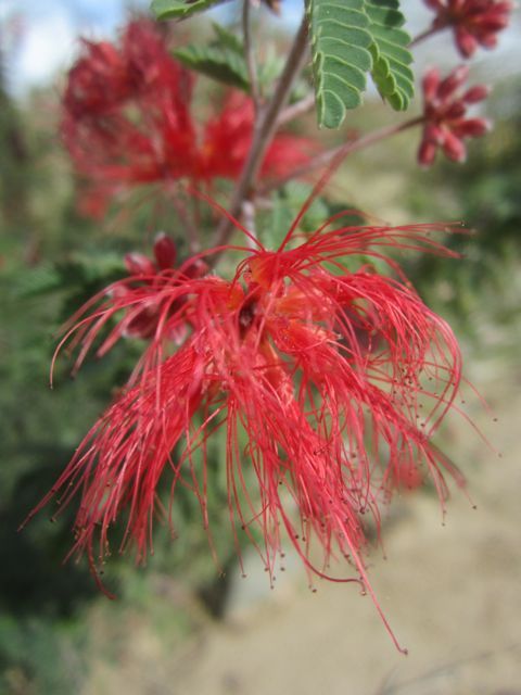 photo fairyduster_zpsc082a0e5.jpg
